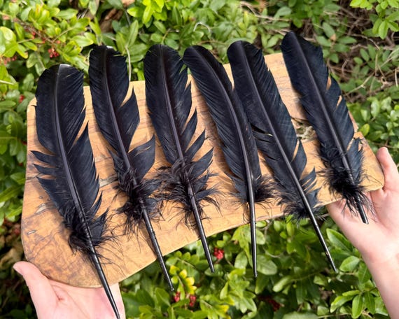 Black Turkey Feather for Smudging, Fanning, Clearing Negative Energies (Smudging Ritual Feathers)