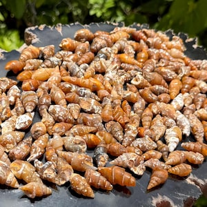 May include: A collection of small, spiral-shaped seashells in shades of brown and tan. The shells are clustered together on a dark, textured surface, creating a natural, earthy aesthetic. The image showcases the intricate details and variations in the shells' textures.