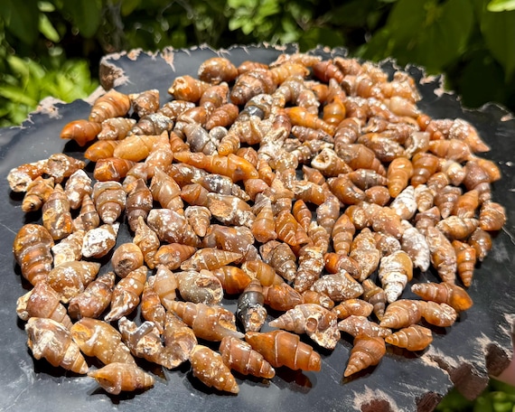 Agatized Shell Fossils From Morocco - Natural Fossilized Shell Specimens - Choose How Many