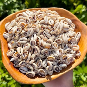 May include: A large wooden bowl filled with a collection of small, off-white cowrie shells. The shells are oval-shaped with a characteristic slit opening on one side, displaying smooth, polished surfaces and varying shades of cream and tan.