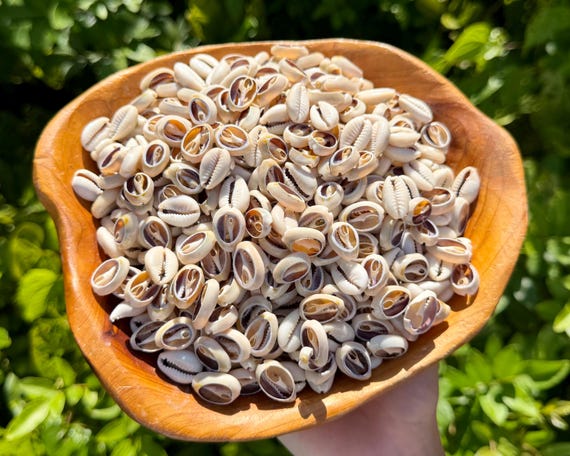 Cowrie Shell Wholesale Bulk Lots - Small Cut Cowry Seashells For Jewelry & Coastal Crafts