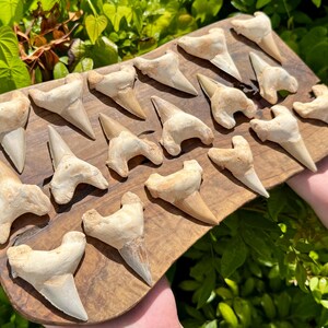 May include: A collection of seventeen fossilised shark teeth arranged on a rectangular wooden board. The teeth are off-white and tan in colour, featuring various shapes and sizes with pointed tips and wide, textured roots displayed on the wood.