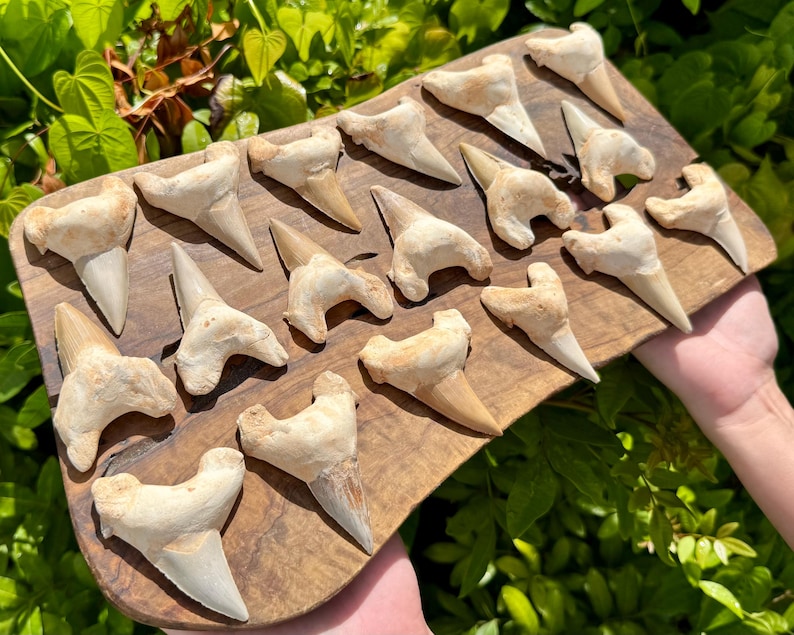 May include: A collection of seventeen fossilised shark teeth arranged on a rectangular wooden board. The teeth are off-white and tan in colour, featuring various shapes and sizes with pointed tips and wide, textured roots displayed on the wood.