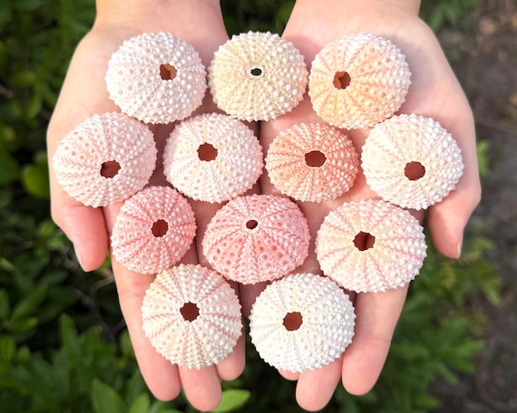 Natural Pink Sea Urchin Shells 1.5-2" – Choose Quantity – Coastal Decor, Nautical Crafts & Beach Supply