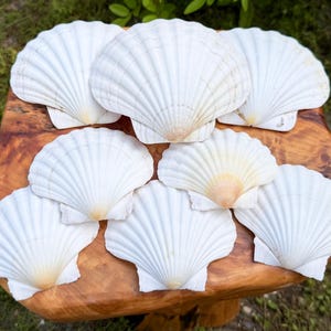 May include: A collection of seven white scallop shells arranged in a cluster. Each shell features a fan-shaped design with distinct radial ridges and a smooth, curved edge. The shells exhibit subtle variations in color, with pale yellow centers.