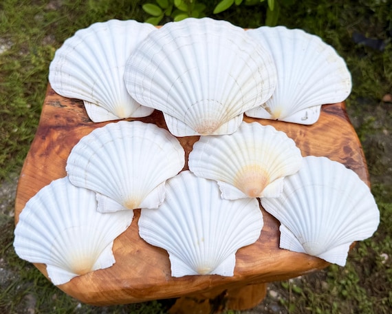 LARGE White Scallop Shells 3-6" - Choose Bulk Quantity - Natural Seashells for Crafts & Coastal Decor