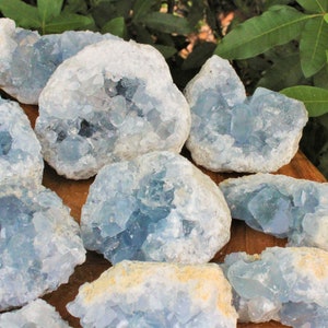May include: A collection of blue celestite crystal clusters. The crystals are raw and have a natural, rough texture. They are arranged on a wooden surface.