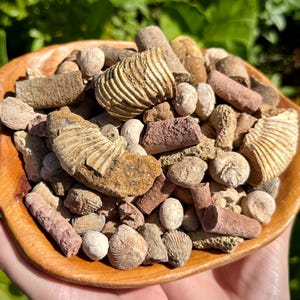 May include: A wooden bowl brimming with an assortment of fossils, including ammonites and shell pieces. The fossils display hues of tan, brown, and reddish-brown. The bowl is held in a hand, with green foliage in the background.