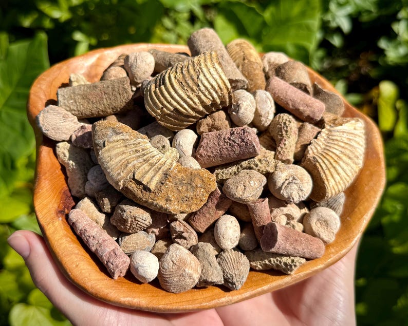 May include: A wooden bowl brimming with an assortment of fossils, including ammonites and shell pieces. The fossils display hues of tan, brown, and reddish-brown. The bowl is held in a hand, with green foliage in the background.