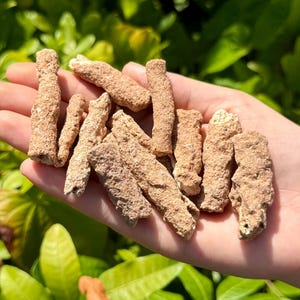 May include: A handful of light brown, textured, cylindrical objects. The objects are held in a person's hand against a backdrop of green foliage. The objects appear to be natural, possibly a type of mineral or dried plant material.
