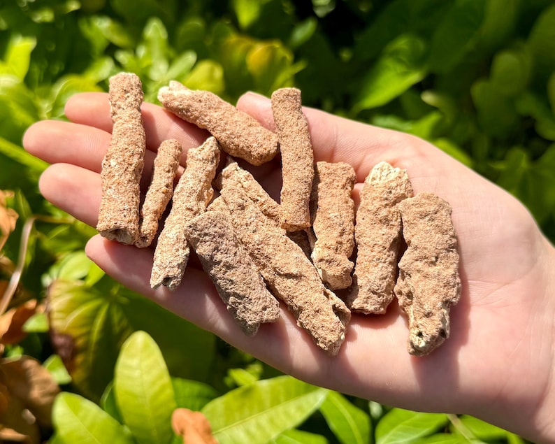 May include: A handful of light brown, textured, cylindrical objects. The objects are held in a person's hand against a backdrop of green foliage. The objects appear to be natural, possibly a type of mineral or dried plant material.