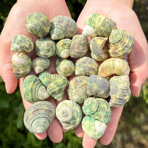 May include: A collection of small, spiraled sea shells featuring a mottled pattern of green, yellow, and dark brown tones. The shells exhibit a conical shape with textured, ridged surfaces and smooth, rounded apertures, showcasing natural color variations.