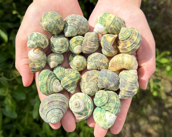 Small Green Turbo Shell Wholesale Bulk Lots - Natural Seashells For Coastal Crafts & Nautical Decor