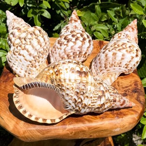 May include: Four large, spiraled sea shells with a textured, cream-colored surface featuring brown, scale-like patterns. The shells are arranged in a cluster, with one shell positioned in the foreground showing a smooth, light peach-colored interior opening.