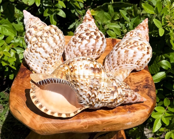 JUMBO Caribbean Triton Trumpet Shells - Choose Size 6–11" - Natural Seashells for Crafts & Decor