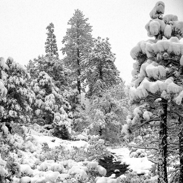 Lake Tahoe, neige montagne, paisible, relaxante, calmante, noir et blanc photographie