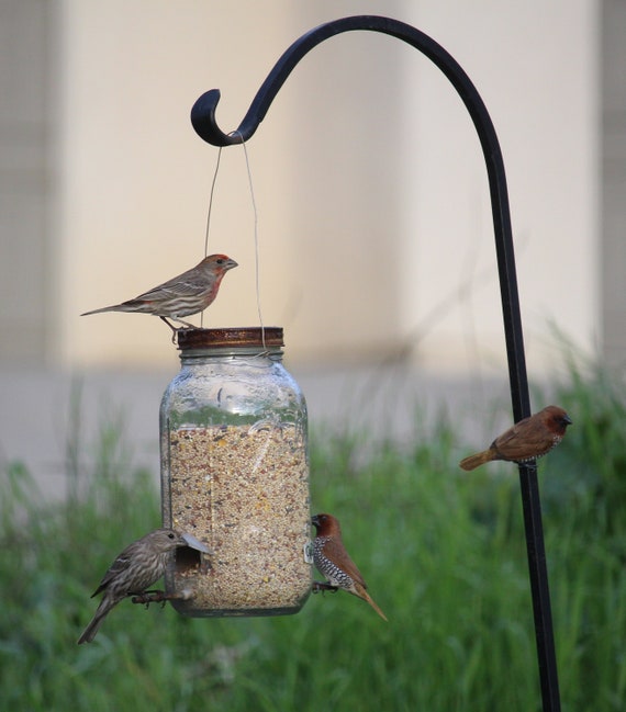 Bird Feeder Rain Proof Spill Proof Squirrel Proof Etsy