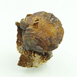 May include: A close-up of a brown and gold mineral specimen with a rough, textured surface. The mineral has a layered appearance and is set against a white background.