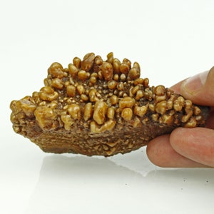 New Gypsum crystals on matrix - Rudna mine, Poland -