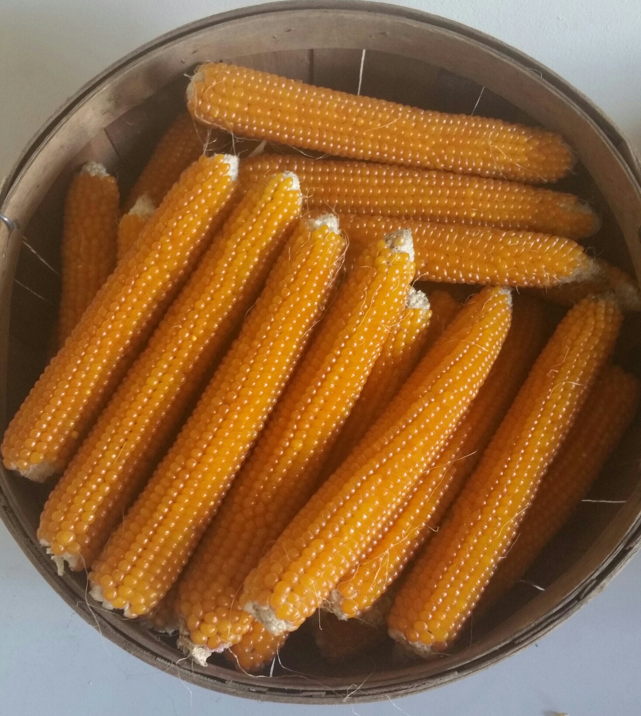 POPCORN COB 100 Bulk Ears Best Buy Gourmet Popcorn Etsy