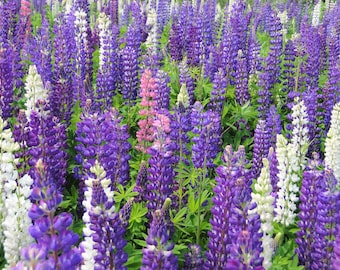 Photographic wall art, colorful, lupines, flower art, digital download