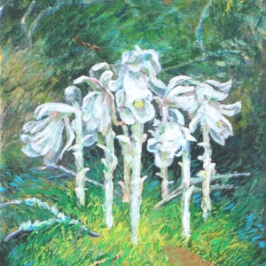 digital art download, printable image, Ghost Plant, Monotropa uniflora, botanical art