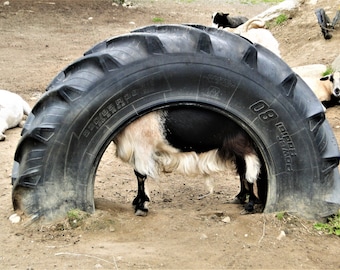 funny animal photo, digital download of a goat hiding in a tire, cute farm animals, downloadable image