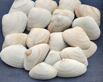 Könnte beinhalten: Eine Sammlung von 15 glatten, weißen Muschelschalen mit dezenten braunen und beigefarbenen Markierungen. Die Muscheln sind zu einem Haufen gestapelt und zeigen ihre natürliche Schönheit.