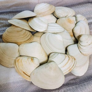 May include: A collection of white and cream-colored clam shells, arranged in a pile on a textured fabric background.