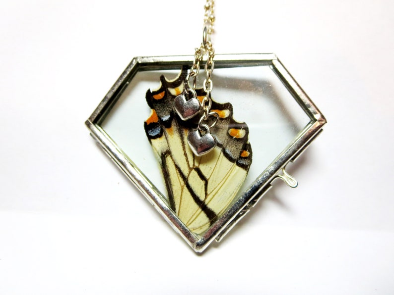 Butterfly Necklace Real Butterfly Pendant Butterfly Jewelry Etsy