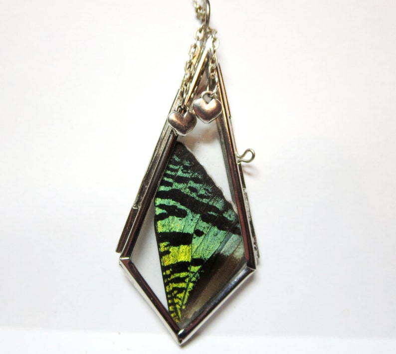 Butterfly Necklace Real Butterfly Pendant Butterfly Jewelry Etsy