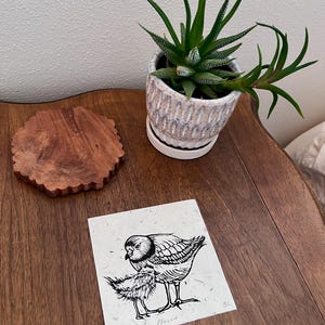 May include: A square white paper print featuring a black ink illustration of an adult plover bird standing over a small chick. The print includes the handwritten text Plover at the bottom and the initials SC in the lower right corner.