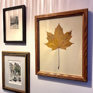 May include: Three framed artworks are displayed on a white wall. A large, square frame holds a preserved, golden maple leaf. Two smaller frames feature black and white sketches of landscapes and buildings, each with a dark brown frame.