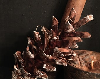 Scented White Tipped Pine Cones