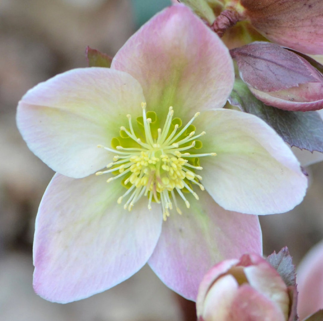 Lint Roses Pretty in Pink Lenten Rose, Add Beauty to Your Garden! Deer and Rabbit ...
