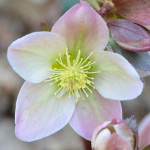 2 Ivory Prince Lenten Rose Live Hardy Perennial Flowers Lenten Rose. Add Beauty to your Garden. Deer and Rabbit Resistant. Loves Shade