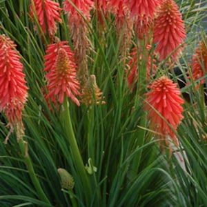 4 Live Kniphofia Red Hot Poker. Stunning Perennials. Ready to Plant Stunning Colors Comes Back Every Year