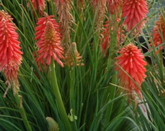 3 Live Kniphofia Red Hot Poker. Stunning Perennials. Ready to Plant Stunning Colors Comes Back Every Year