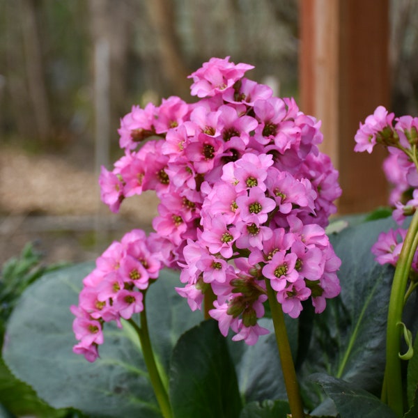 Heartleaf Bergenia 'Miss Piggy' Live Starter Perennial Plant Super Easy to Grow. Stunning Colors