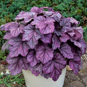 Live Heuchera 'Pink Panther Starter Perennial Coral Bells. Stunning Colors. Easy to Grow. Loves Moist Shady Area.