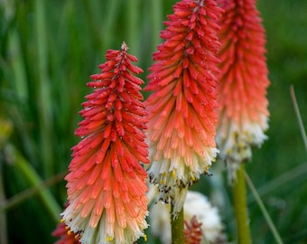 Kniphofia High Roller Red Hot Poker Perennial Plant. Stunning Colors. Attracts Butterflies and Hummingbirds. Shipped bareroot