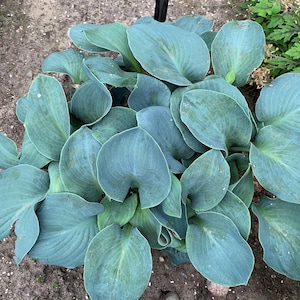 May include: A close-up view of a hosta plant with large, blue-green leaves. The leaves are broad, veined, and have a slightly textured surface. The plant is growing in the ground, surrounded by soil and other greenery. The overall color palette is cool and natural.