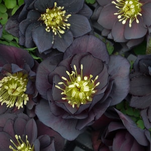 Dark and Handsome Lenten Rose. Live Plant. Ready for Spring Planting. Stunning Colors. Stunning Color. Super Healthy. Shipped trimmed.
