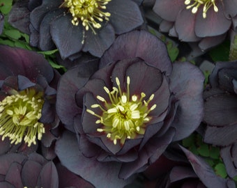 Dark and Handsome Lenten Rose. Live Plant. Ready for Spring Planting. Stunning Colors. Stunning Color. Super Healthy.