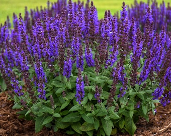 3 Live Salvia nemorosa 'Bumbleblue Starter Perennial Plants. Stunning Blue Color. Attracts Butterflies. Easy to Grow. Loves Sun