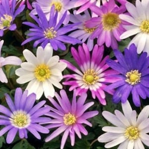 10 Anemone Perennial Bulbs. Stunning Colors. Plant now for Spring Colors. Super Easy to Grow