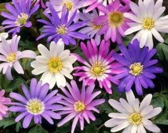 8 Anemone Perennial Bulbs. Stunning Colors. Plant now for Spring Colors. Super Easy to Grow