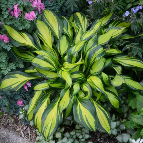 Live Rainbows End Hosta. Stunning Colors. Loves Shade. Attracts Butterflies Hummingbirds. Ready for Planting