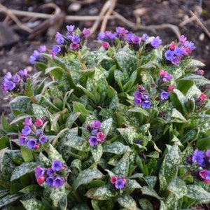 Live Pulmonaria Perennial Plant. Loves Shade. Super Easy to Grow. Comes Back Every Year. Trimmed and Ready to Plant