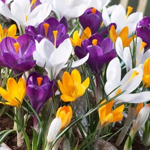 6 Perennial Bulbs Crocus Large Flowering 'Stunning Colors' - Deer Resistant - Indoor Garden - Spring Flowers Grow Outside or Force Inside.